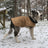 Quilted canvas dog coat, available in 5 styles, sizes Small to Medium, image 1
