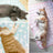 Printed ice silk cooling mat for dogs, close-up detail view