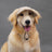 Dog baseball cap with ear openings in Corduroy Blue, side view