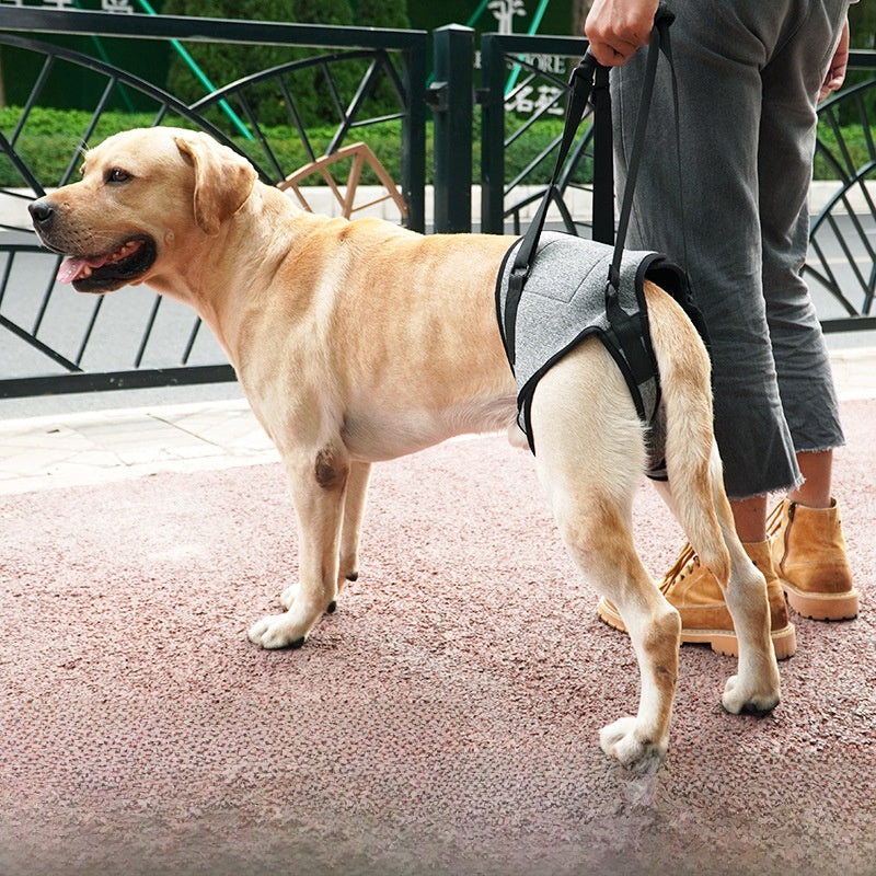 Hind leg lift harness helping an older dog up the stairs