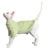Sphynx cat wearing a warm purple two leg jumper