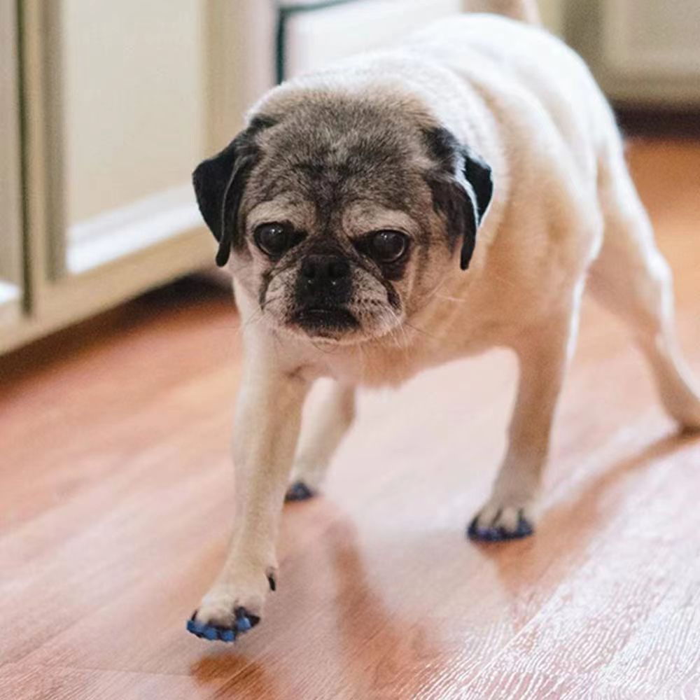 Soft Dog Nail Caps, Plastic Claw Covers to Prevent Scratching