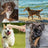 Natural coffee wood dog chew stick for small to large dogs, view 4