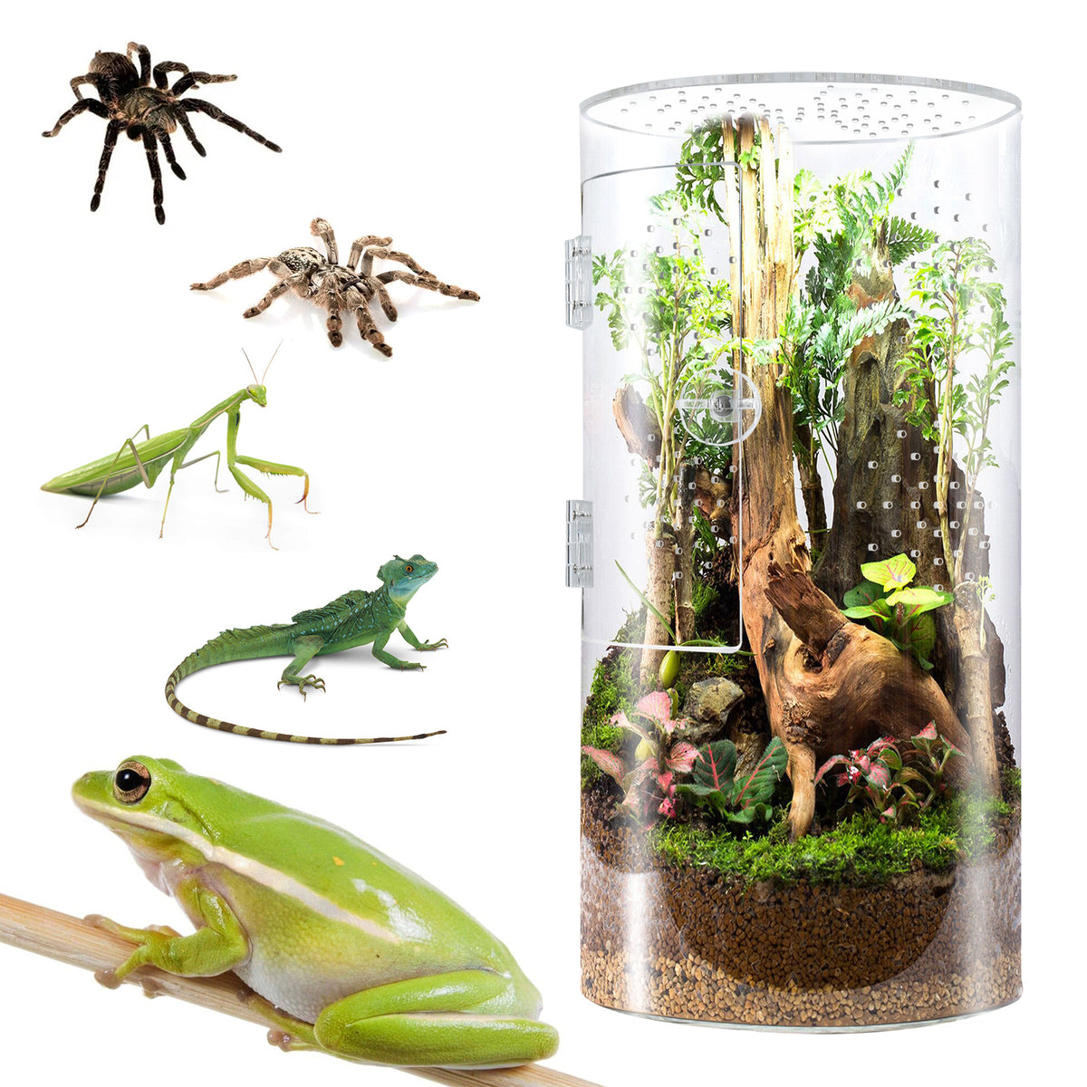 Clear acrylic cylinder enclosure with front door for small reptiles, view 5