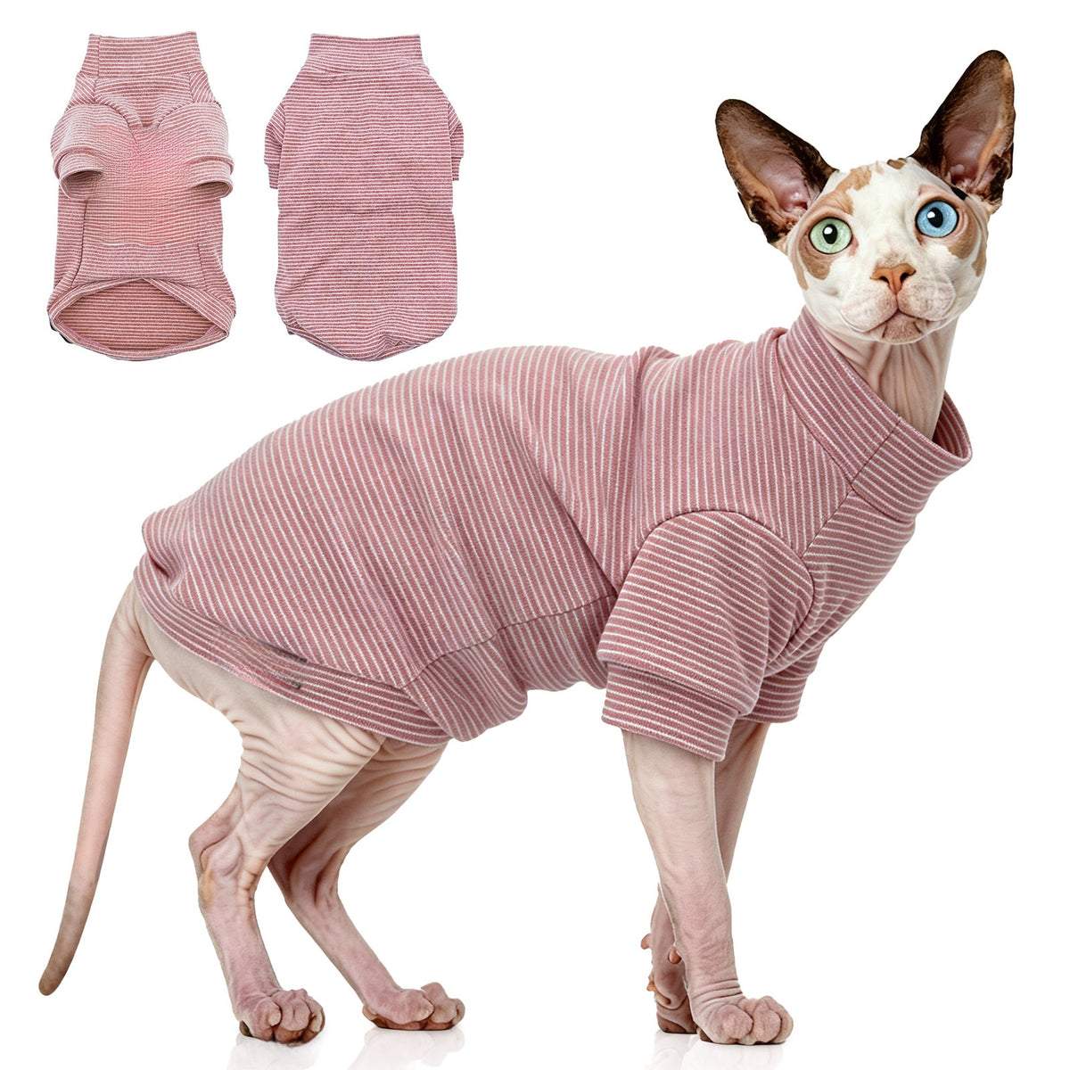 Hairless cat wearing a grey striped belly cover top