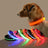 LED light up dog collar glowing green at night