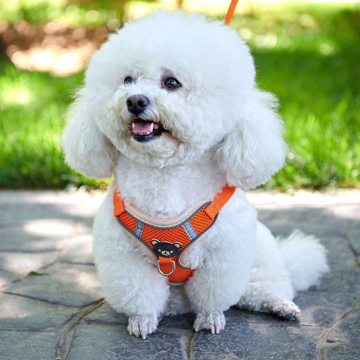 Orange summer bear print vest harness for small dogs and cats