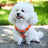 Orange summer bear print vest harness for small dogs and cats