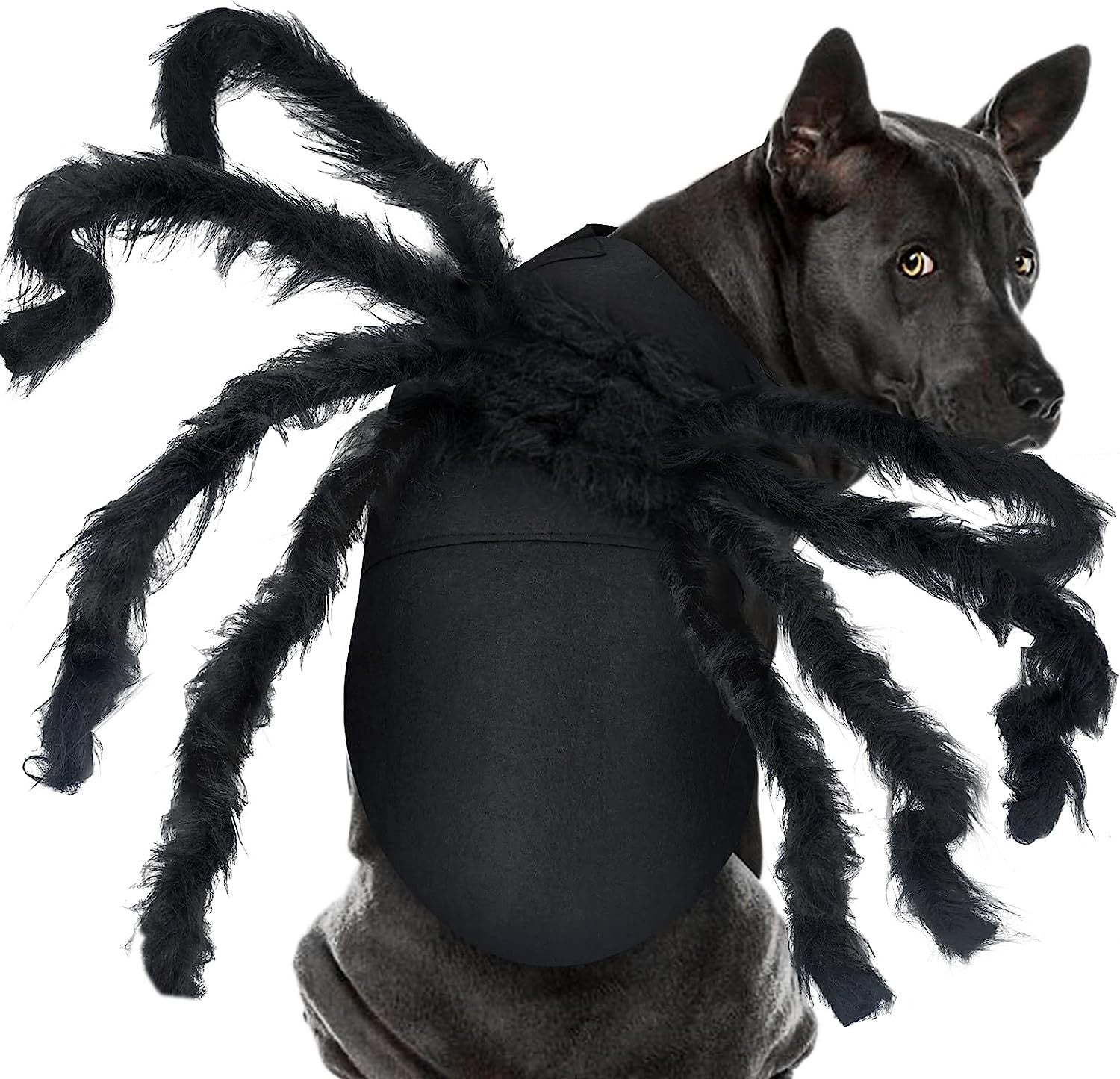 Halloween bat wings and spider costume for dogs and cats, image 11