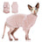 Hairless cat wearing a grey striped belly cover top