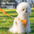 Breathable mesh vest harness with lead, 2 sizes available
