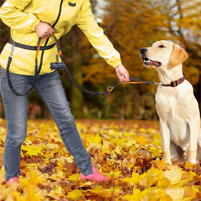 Hands-free running lead with waist belt, ideal for runs and hikes