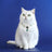 Pearl cat collar with crystal pendant on a small pet, product image 6