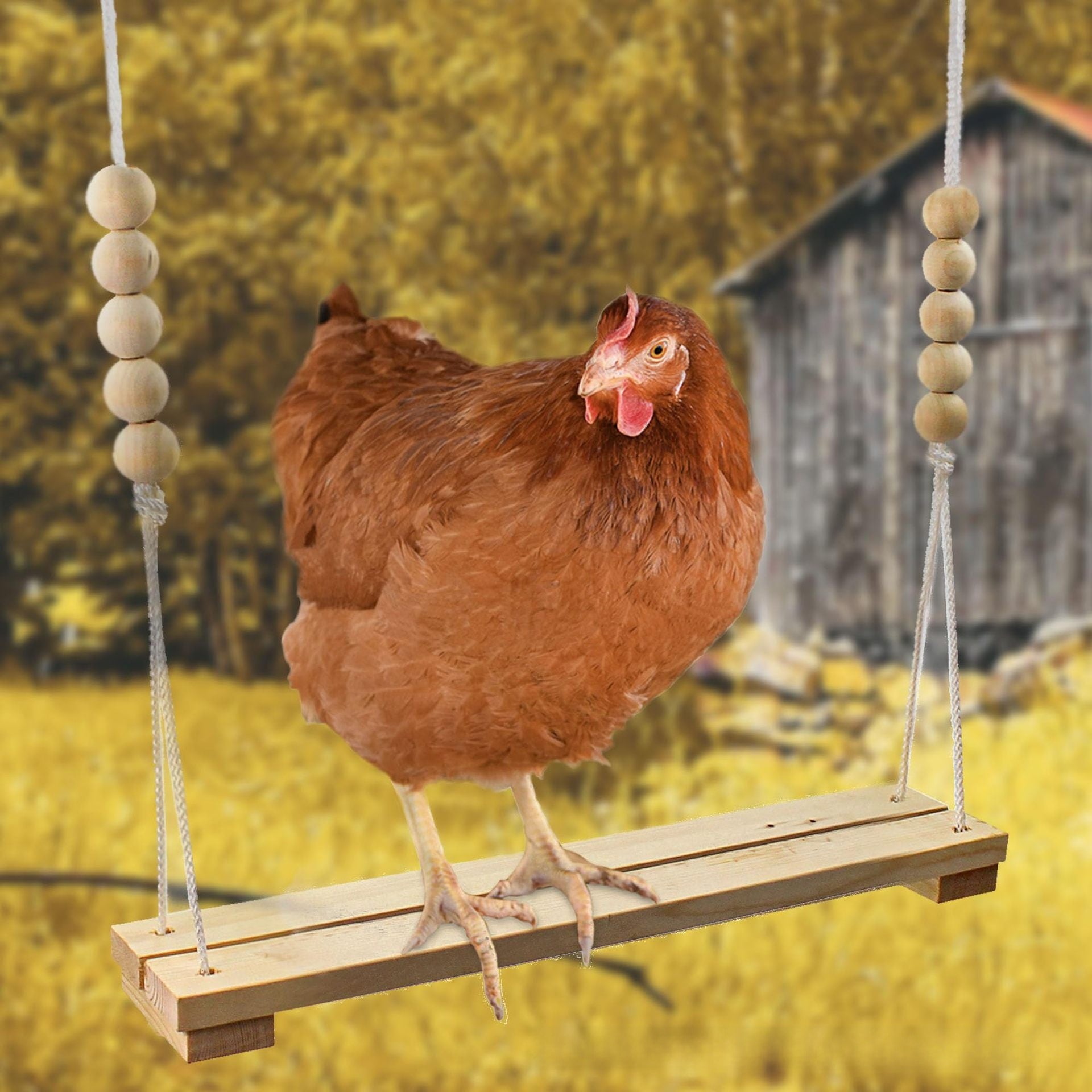Natural wood bird and chicken swing and perch in 120cm Bridge 30cm, Red Hook