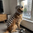 Dinosaur skeleton dog costume with headpiece, in Black and White, image 5