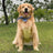 Waterproof belly protector for dogs and cats, product image 1