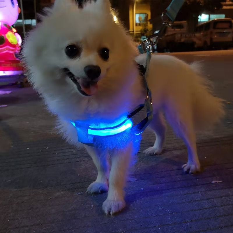 LED fibre optic dog harness glowing blue on a night walk