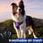Adjustable dog harness and lead set shown in ten colours
