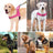 Tactical dog harness vest with collar, ideal for everyday use