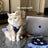 Blue bow strap summer dress for small pets for dogs and cats, image 2