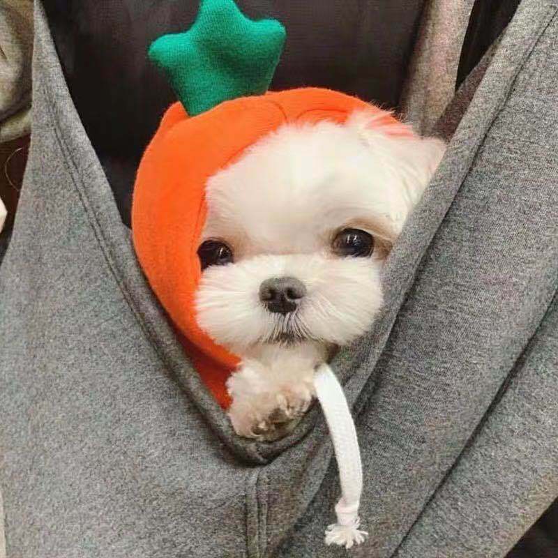 Small dog in a green frog fleece hooded jumper