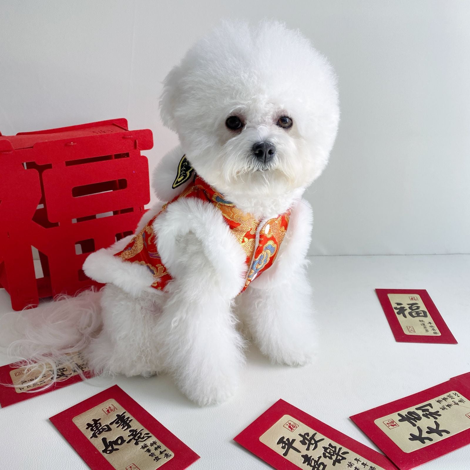 Hooded Tang suit New Year outfit for pets in Floral, in a home setting