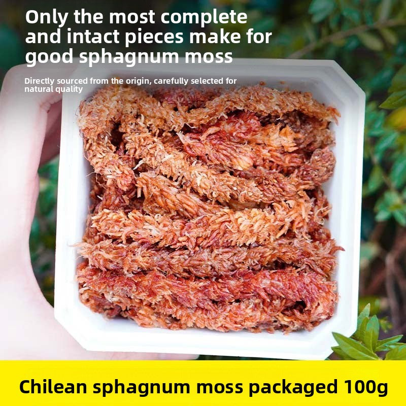 Natural dried moss for reptile bedding in a terrarium