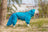 Four leg dog raincoat with tail cover, available in 4 styles, image 24