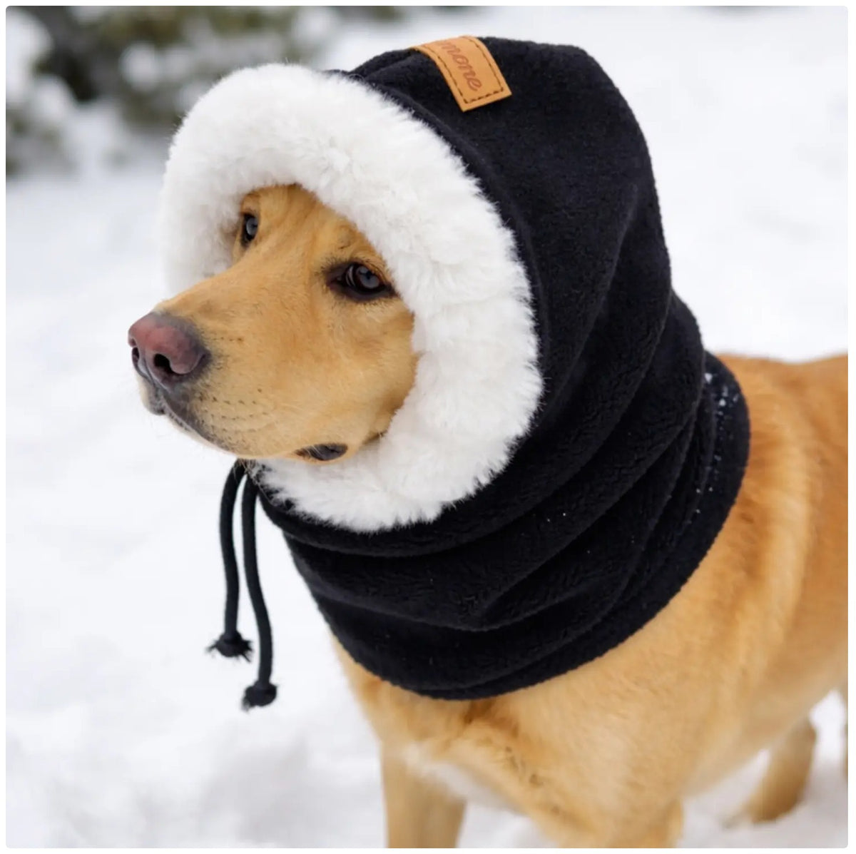 Small dog wearing a black winter hat with ear cover