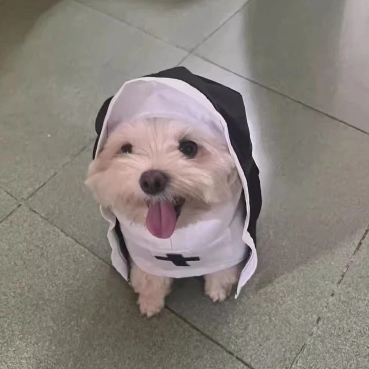 Gothic nun cloak Halloween costume for cats and dogs