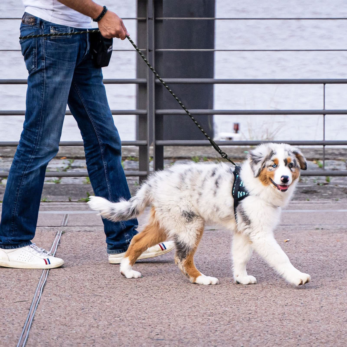 Strong nylon dog walking lead, available from Pet Royale UK