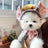 Small dog in a green frog fleece hooded jumper