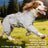 Four leg dust proof dog outfit, available in 12 colours, image 2