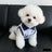 Blue striped polo collar dog vest, in Blue Stripe, image 2