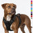 Nylon vest dog harness with matching lead in peacock blue