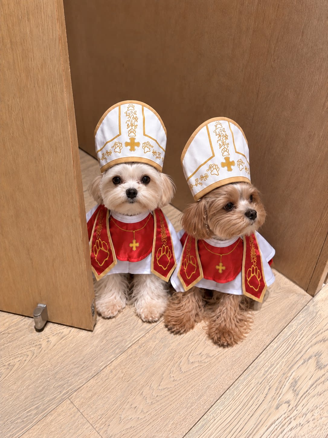 Gangster style suit and cape Halloween costume for dogs
