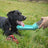 550ml dog walking water cup in Emerald, front view