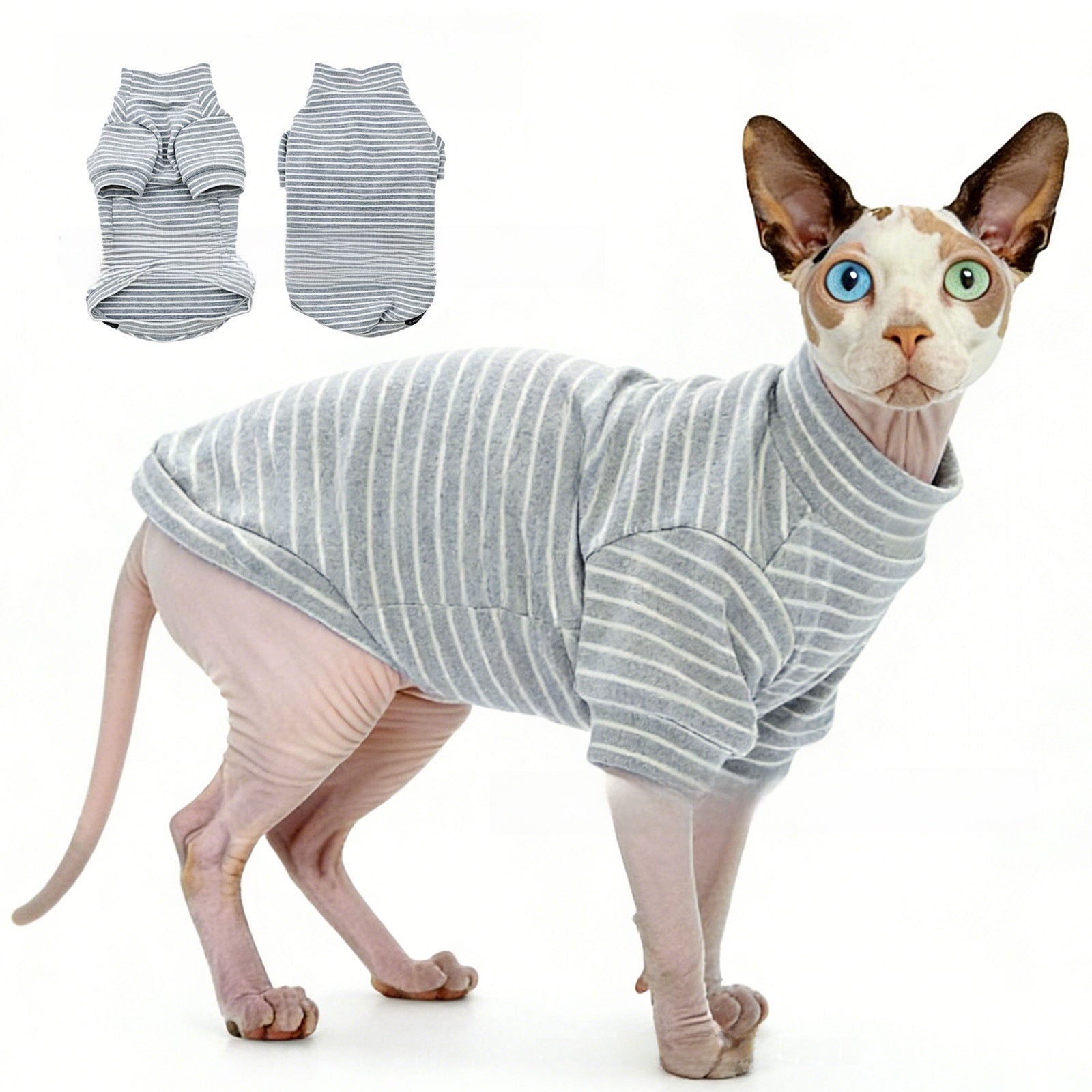 Hairless cat wearing a grey striped belly cover top