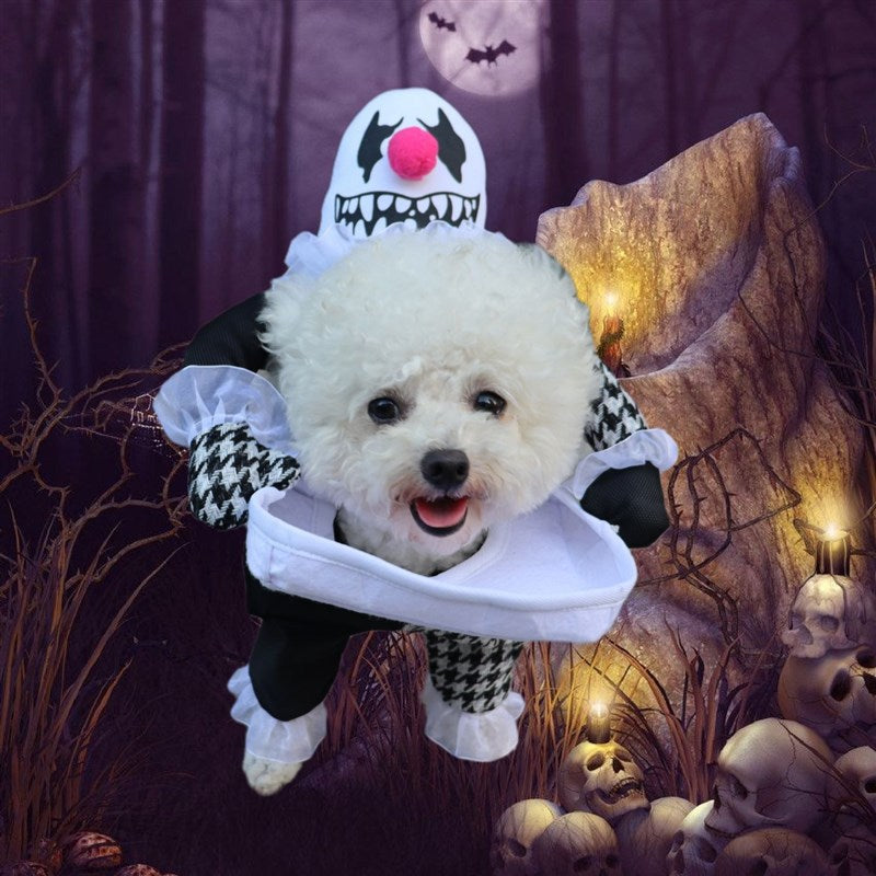 Cat dressed in a funny pumpkin head Halloween costume
