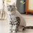 Warm padded cat jacket with lead attachment ring in Multicolour, front view