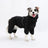 Waterproof windproof raincoat for large dogs, available in 3 colours, image 1