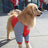 Dog elbow guard suit for large dogs, available in 3 colours, image 16